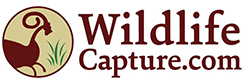 WildlifeCapture logo
